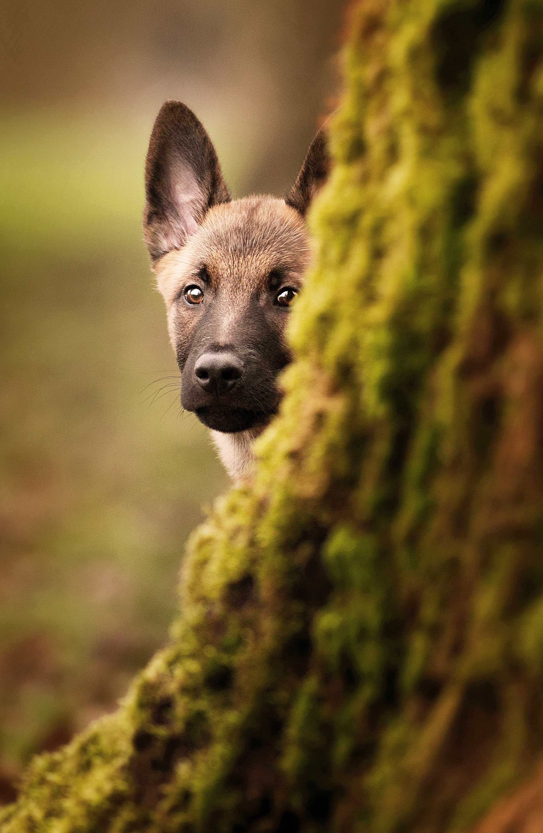 Cosmonaut Hundetraining